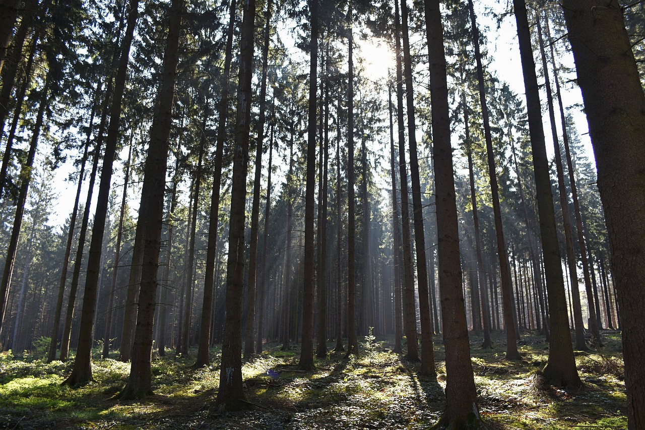 trees forest sun rays free photo