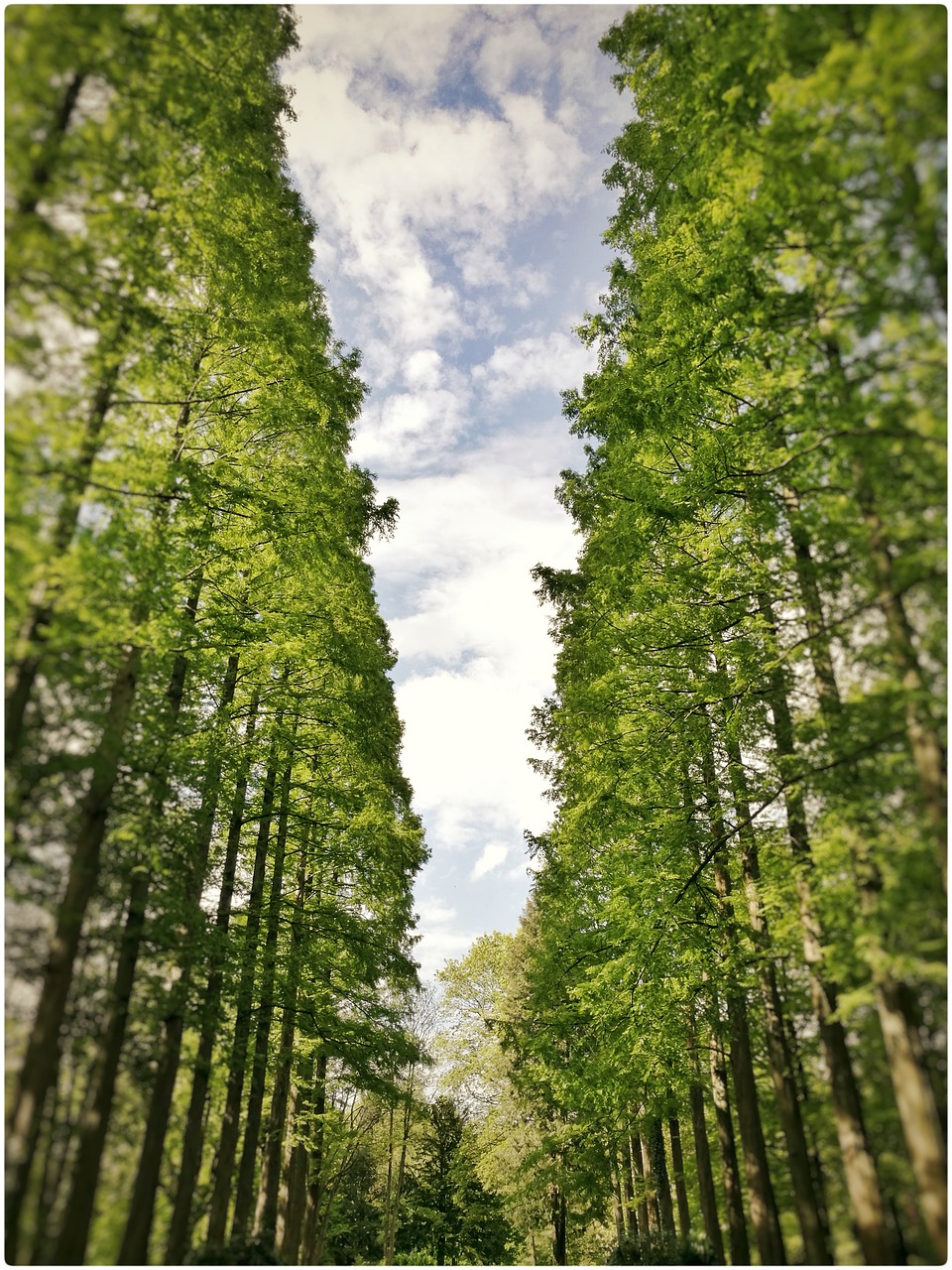 trees nature avenue free photo