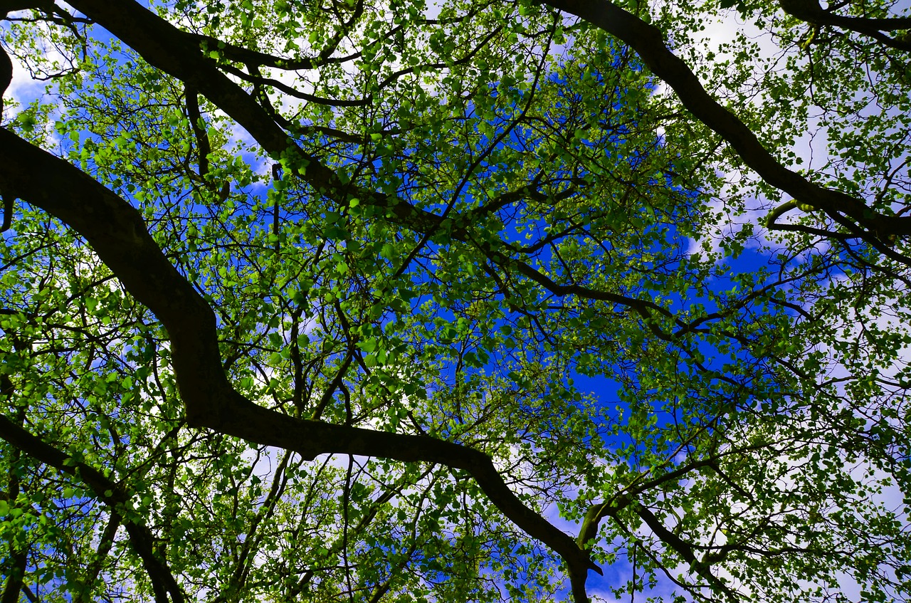 trees sky landscape free photo