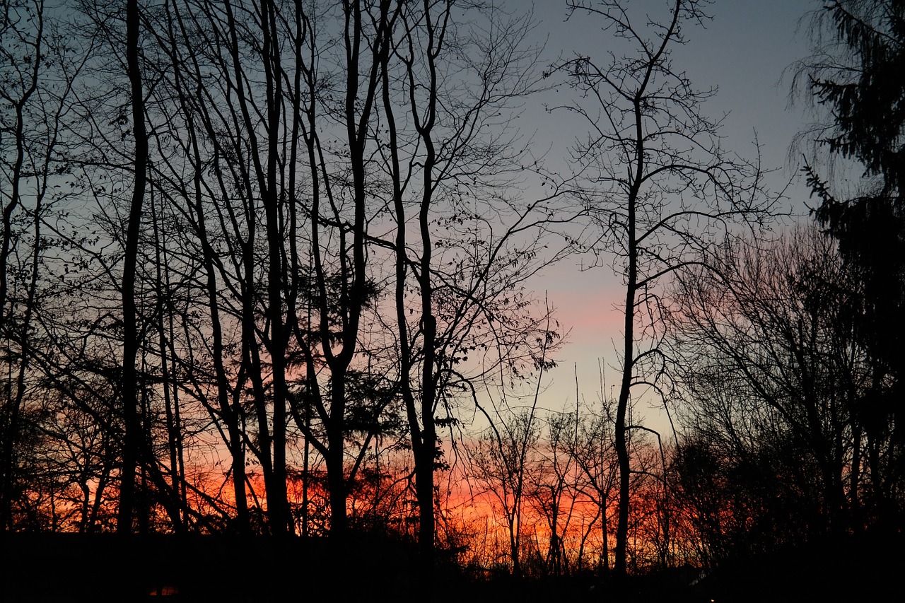 trees tree trunks sunset free photo