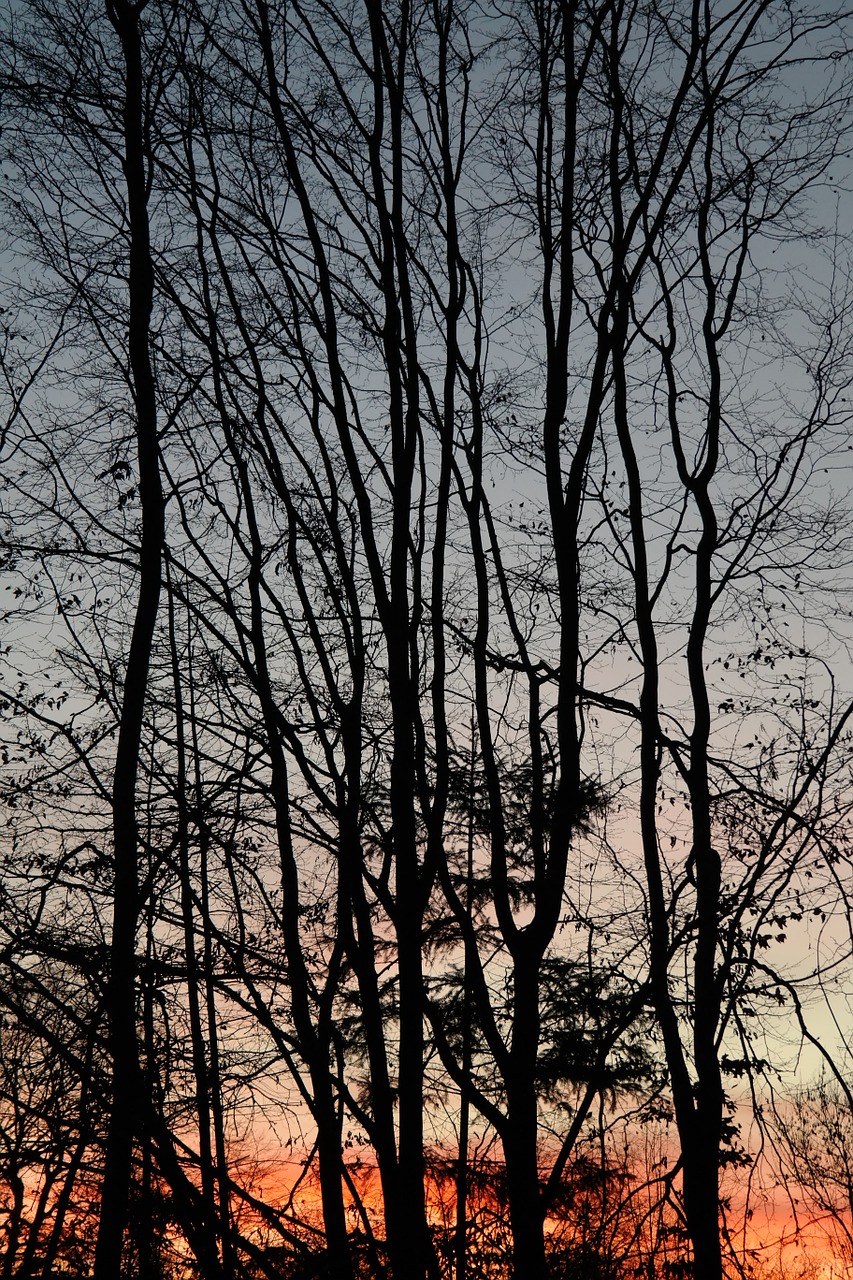 trees tree trunks sunset free photo