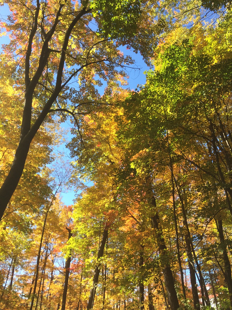 trees autumn forest free photo