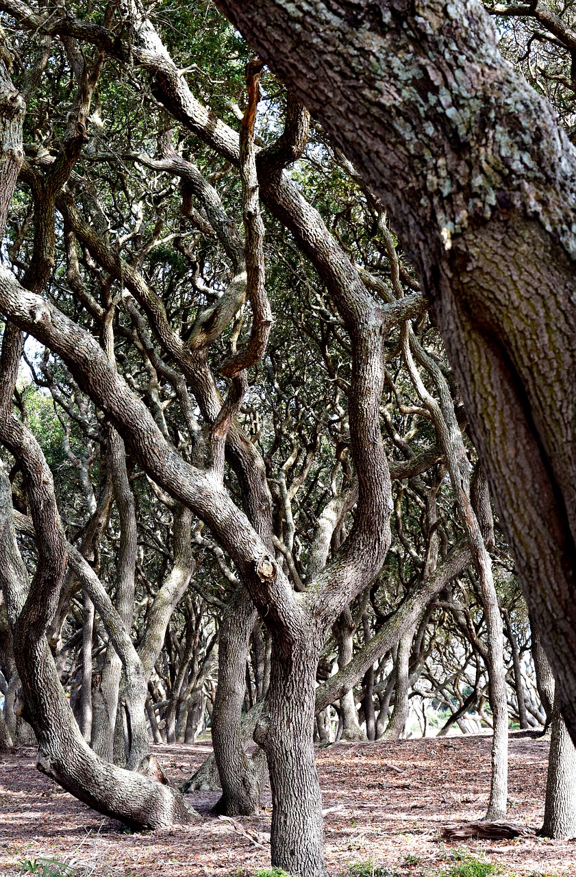 trees nature mysterious free photo