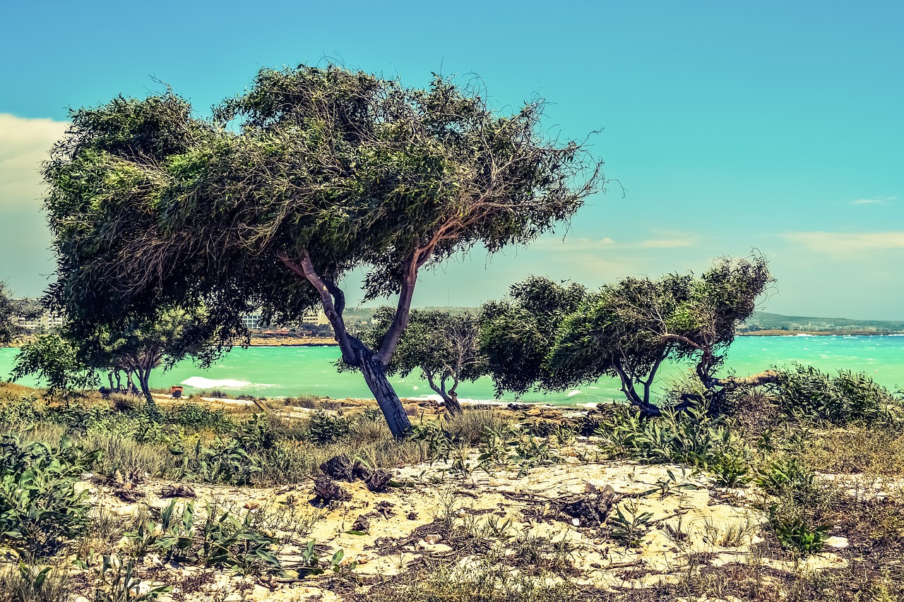 trees dunes seaside free photo