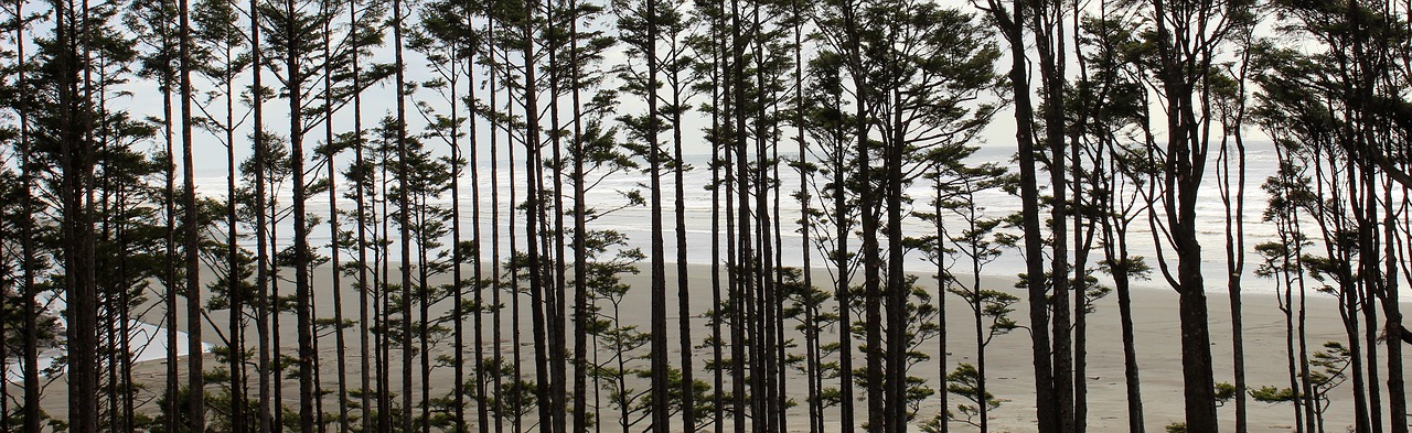 trees washington coast pacific ocean free photo