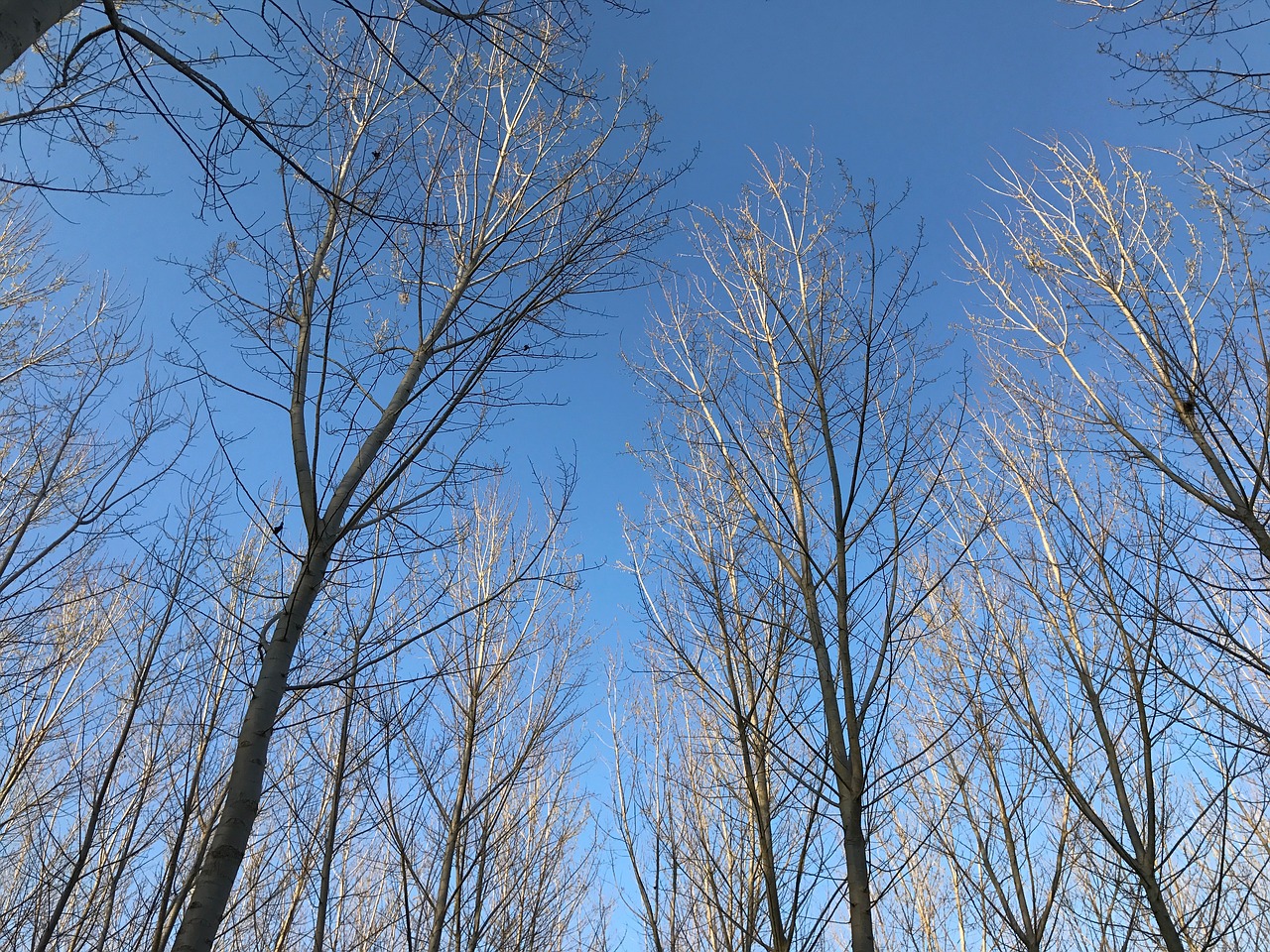 trees poplars sky free photo