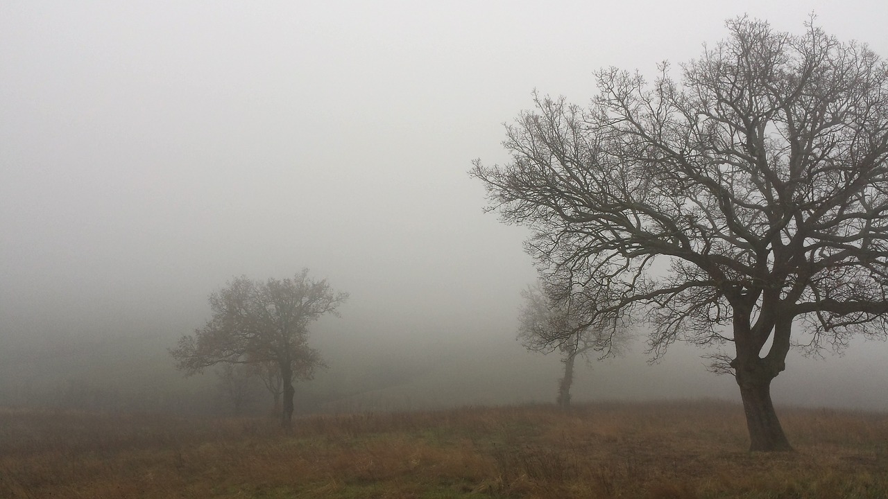 trees autumn landscape free photo