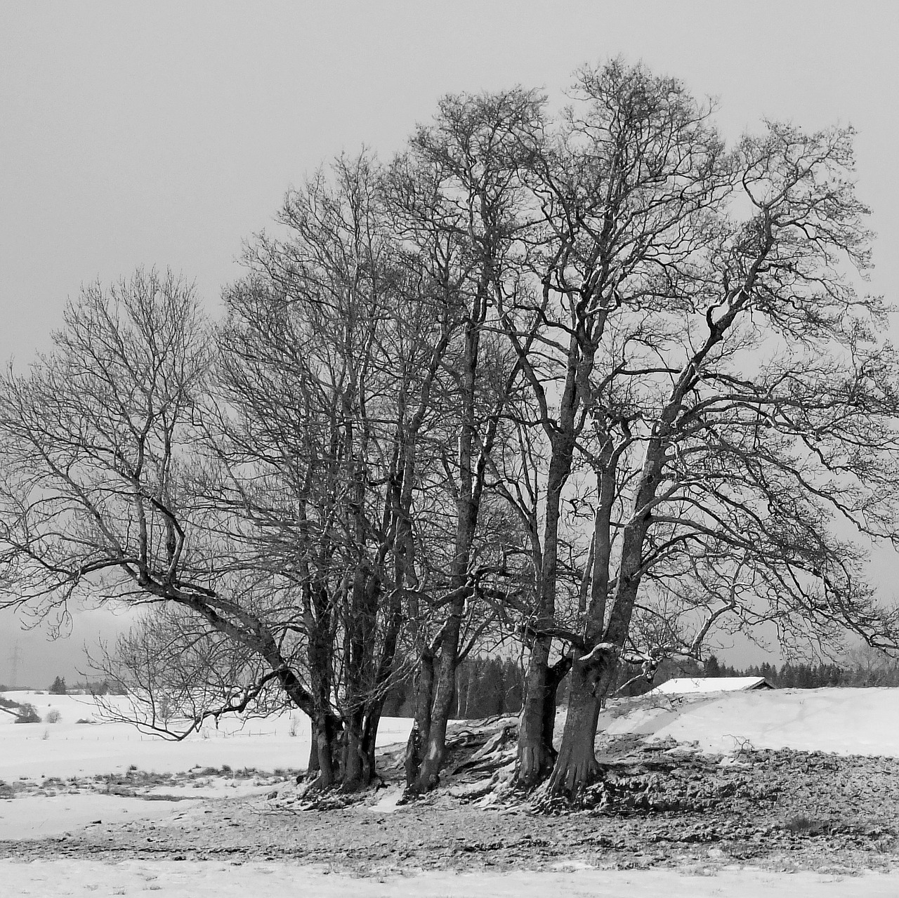 trees winter snow free photo