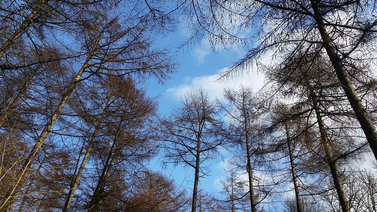 trees sky nature free photo