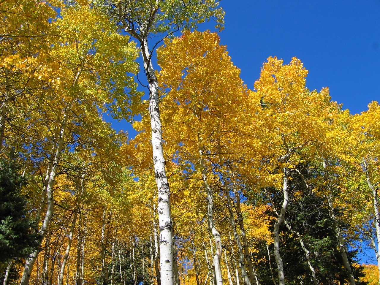 trees forest autumn free photo