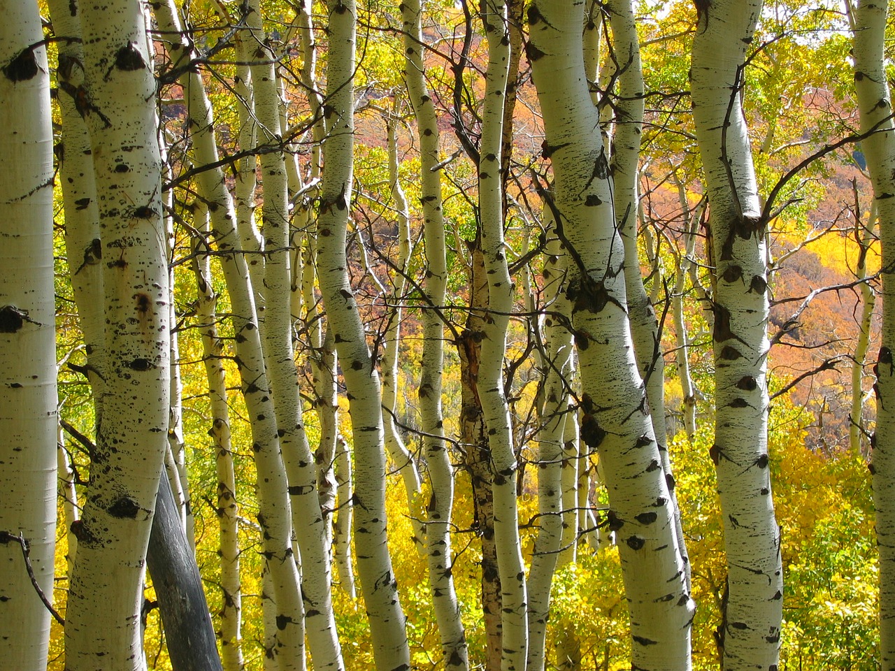 trees forest autumn free photo