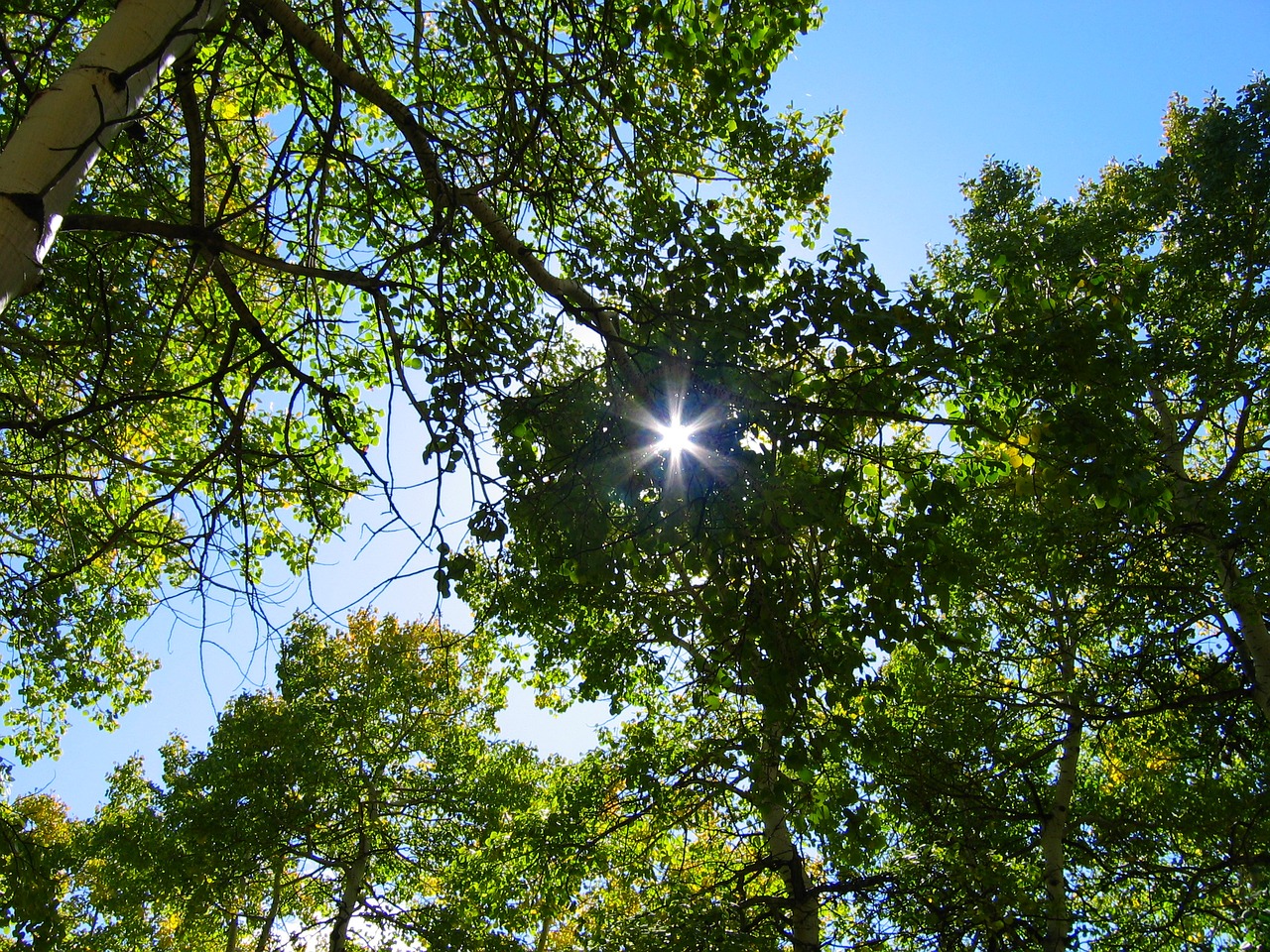 trees forest blue sky free photo