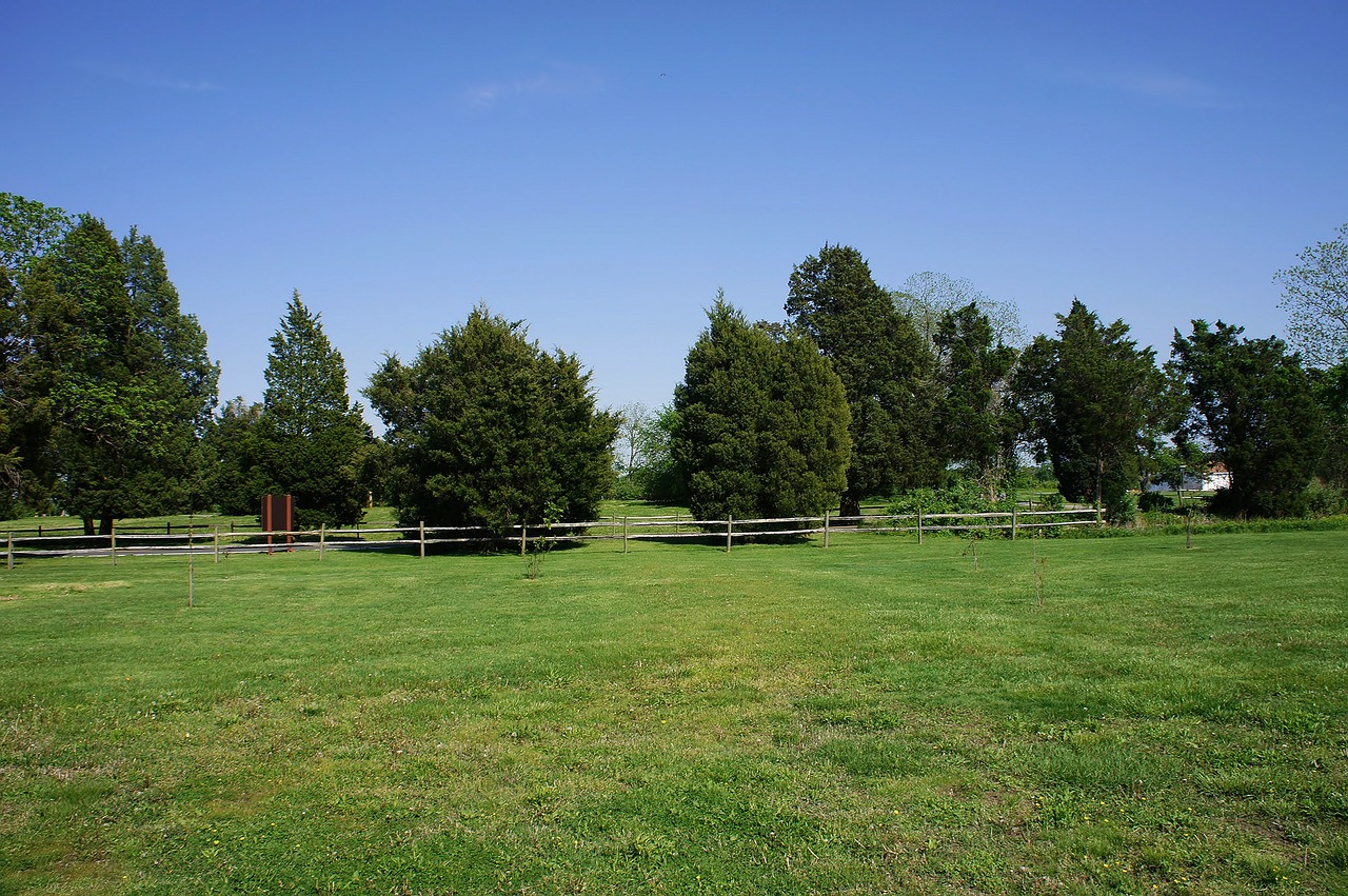 trees park spring free photo