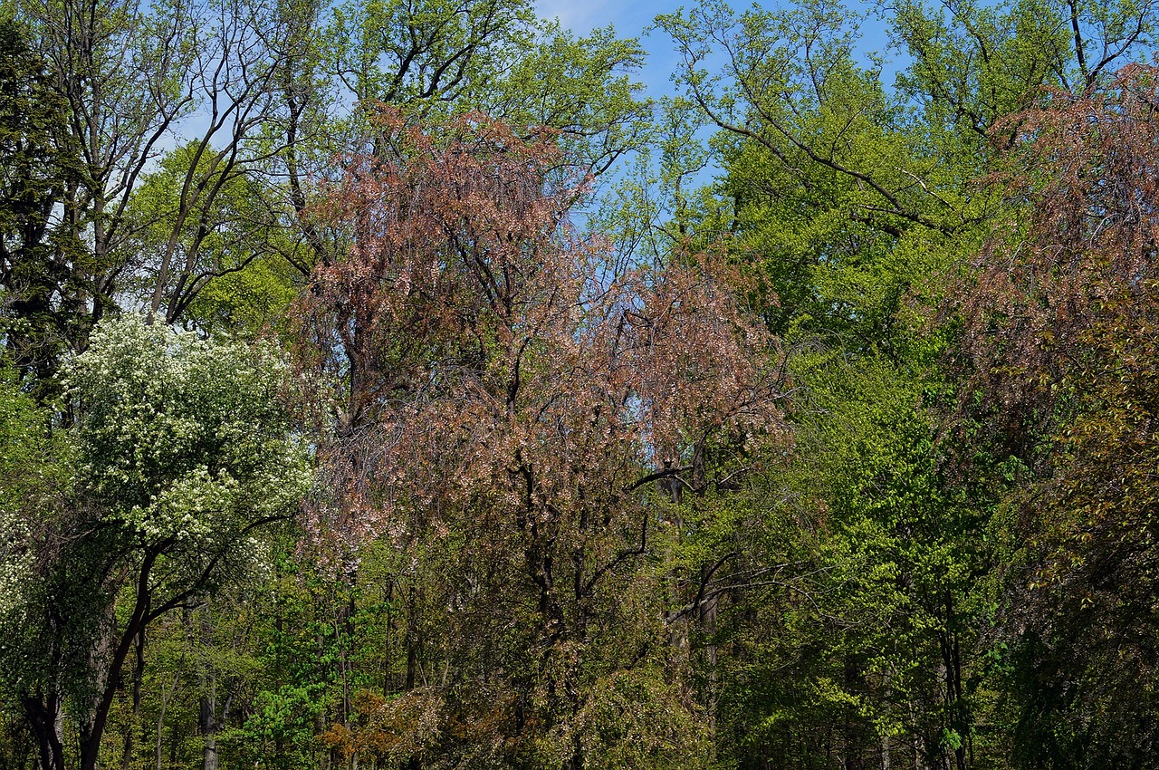 trees plants nature free photo