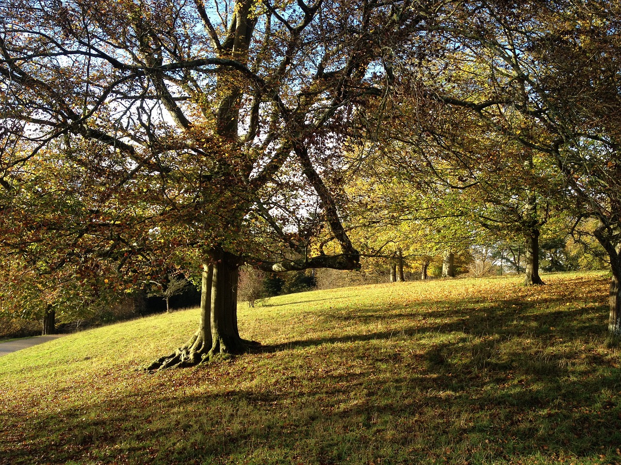 trees grass rural free photo