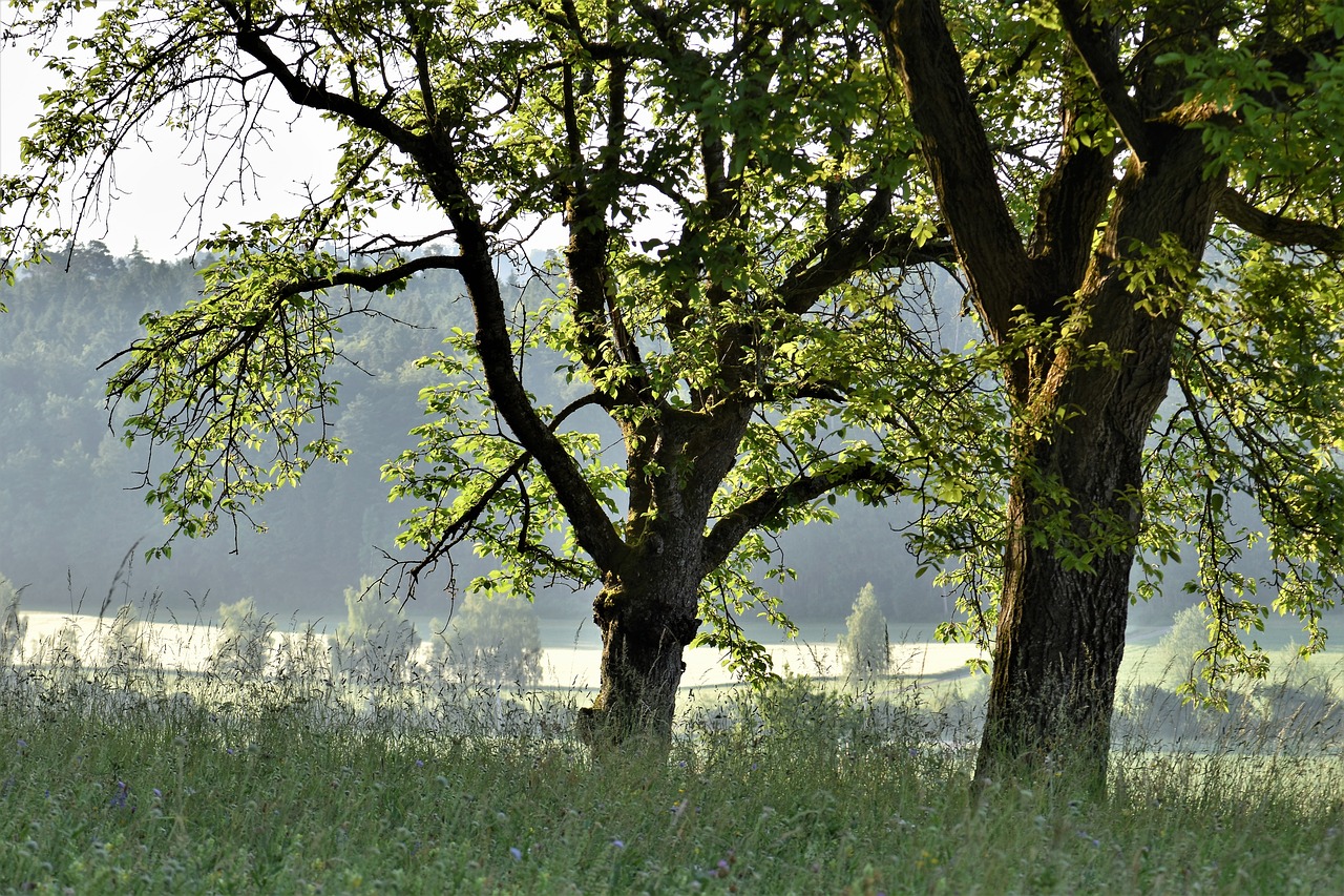 trees meadow landscape free photo