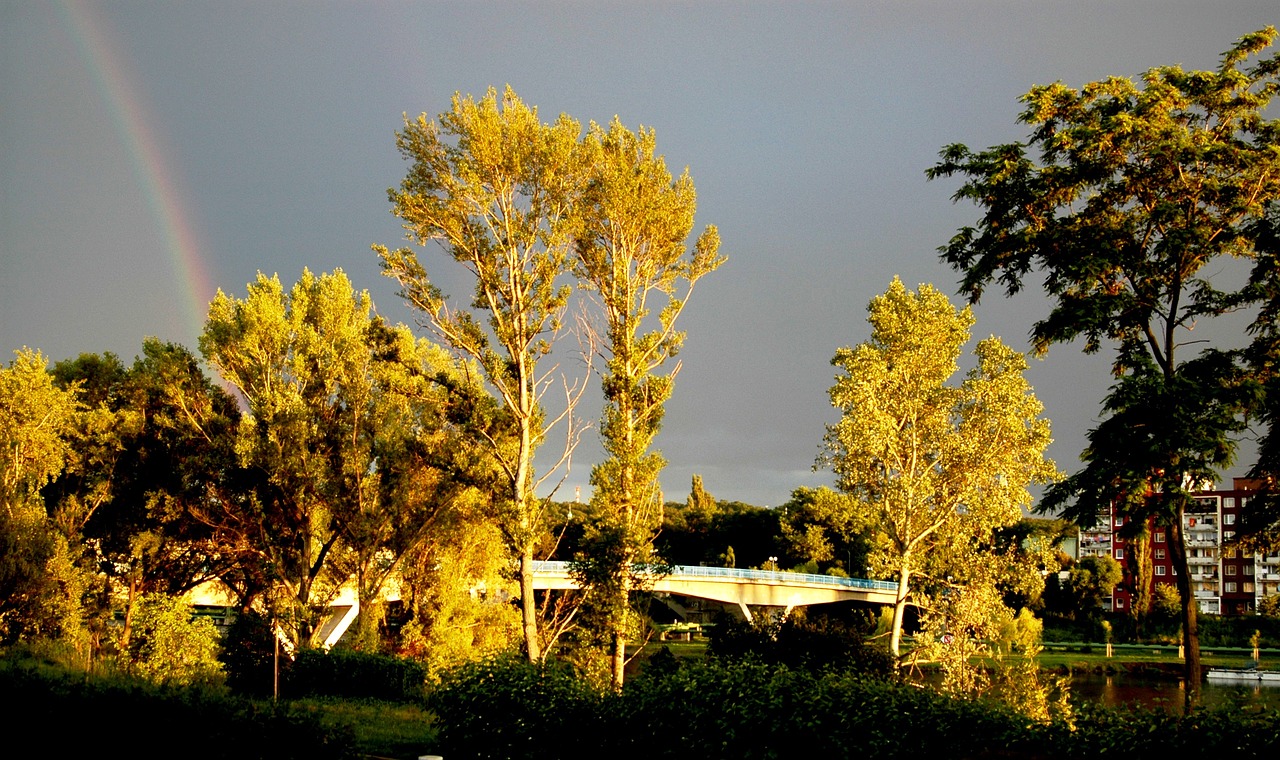 trees rainbow sky free photo