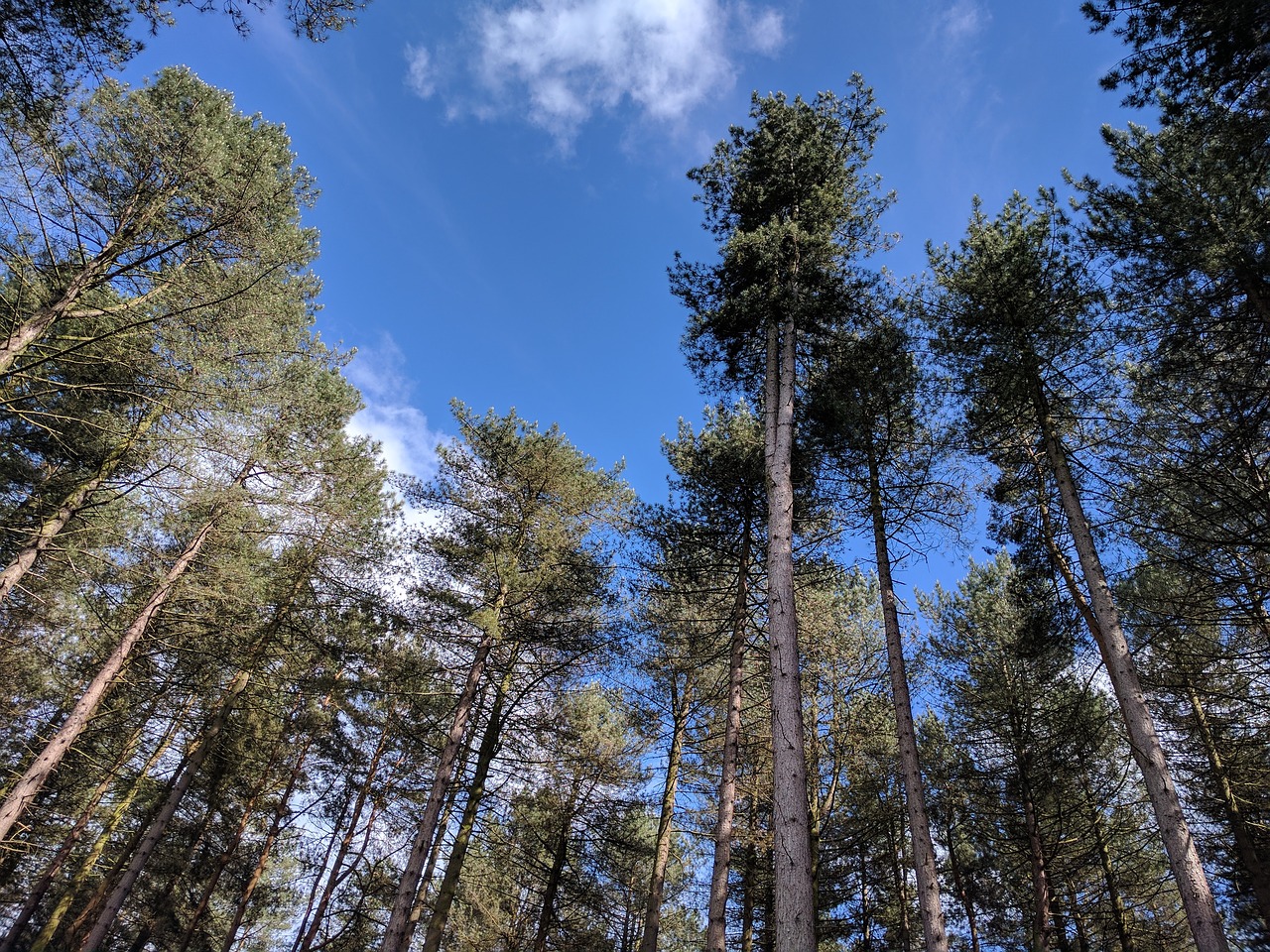 trees sky forest free photo