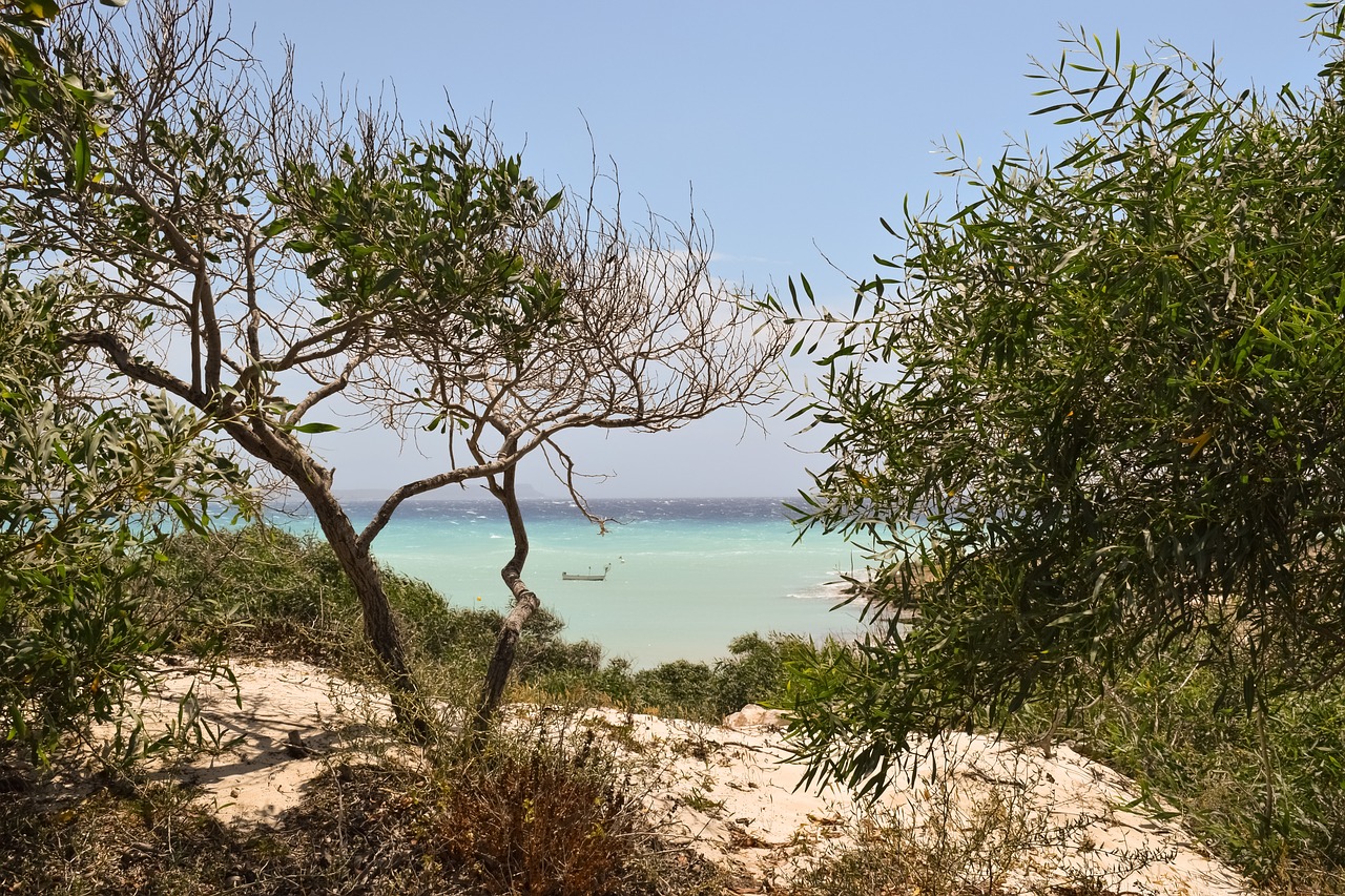 trees dunes landscape free photo