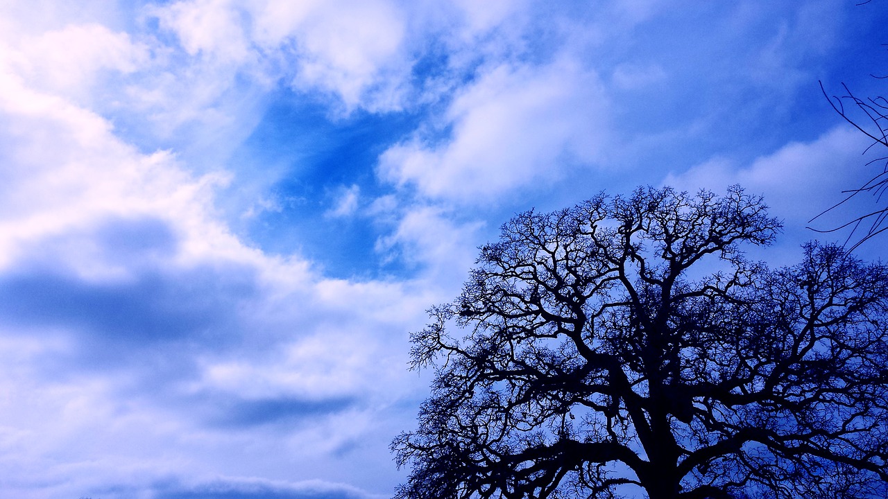 trees sky clouds free photo