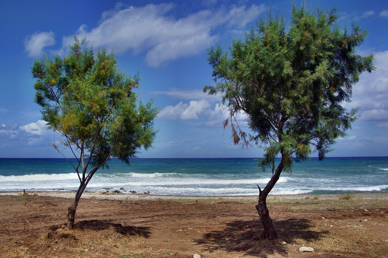 trees beach sea free photo