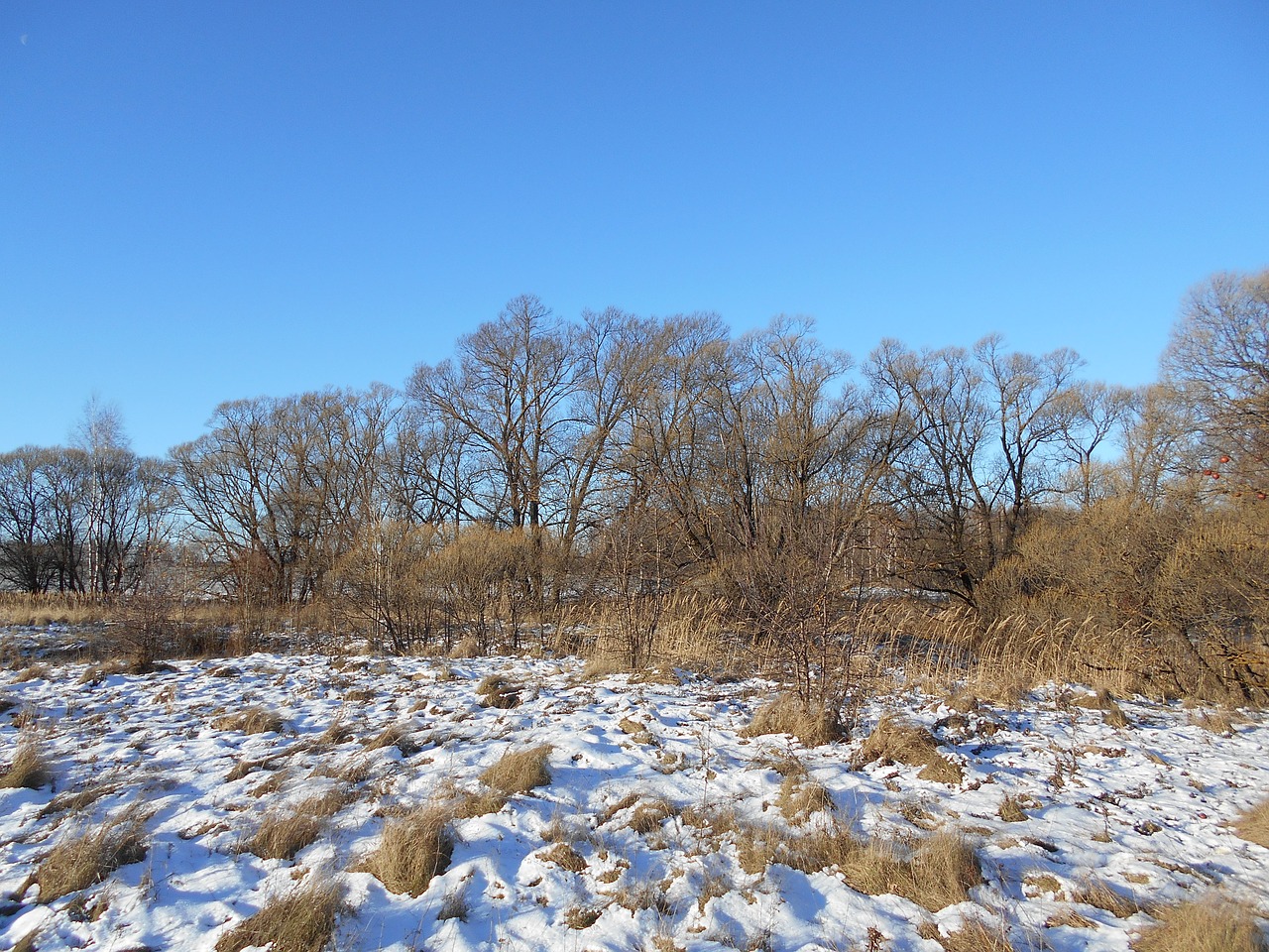 trees autumn snow free photo