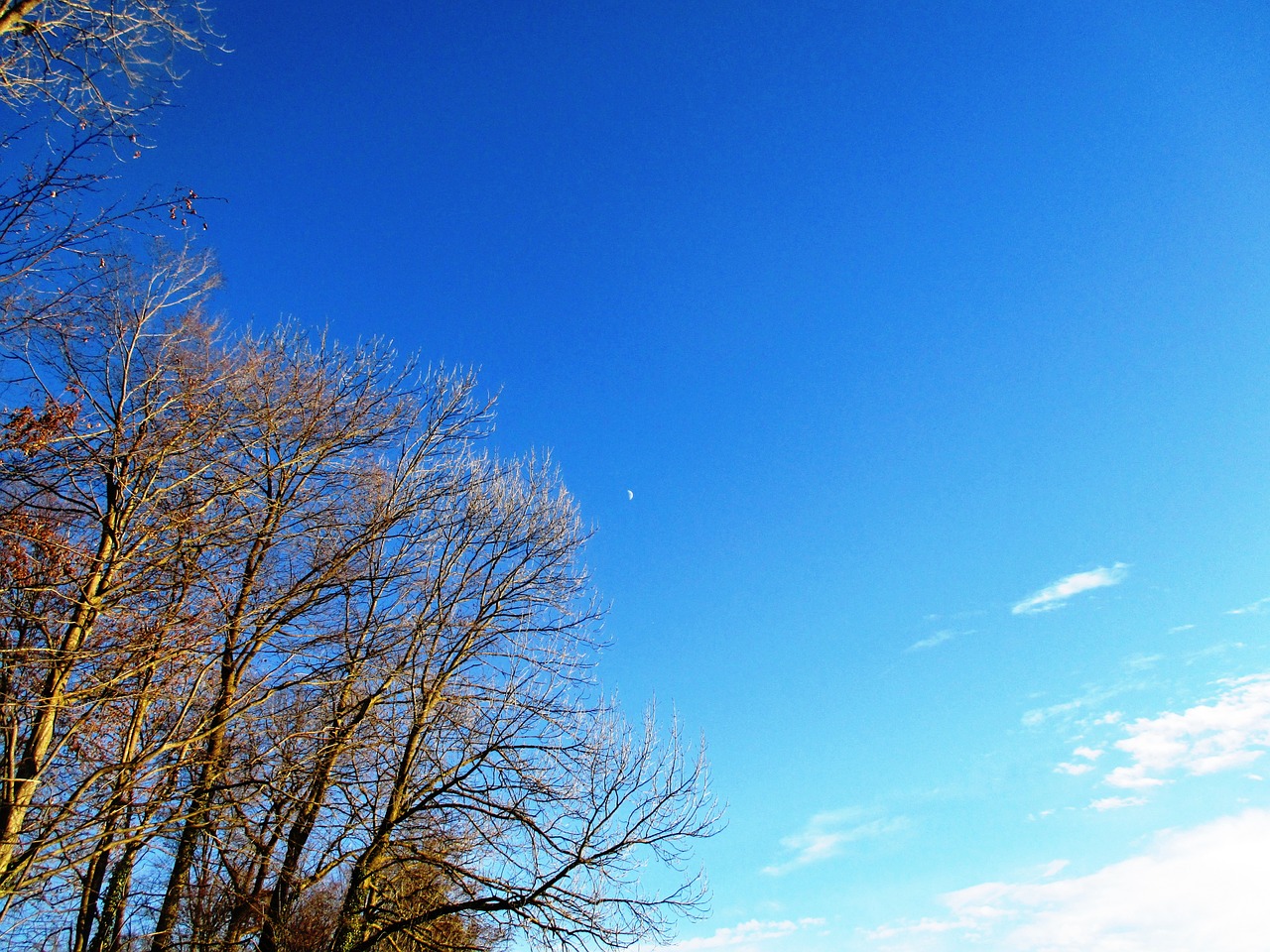 trees sky nature free photo