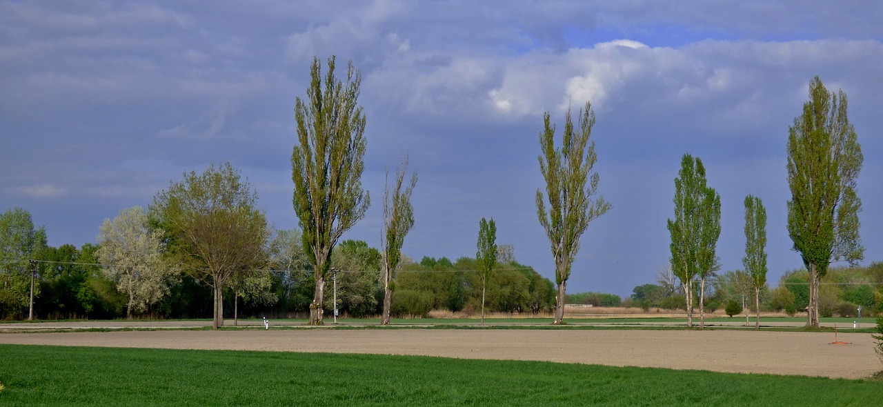 trees path the sky free photo