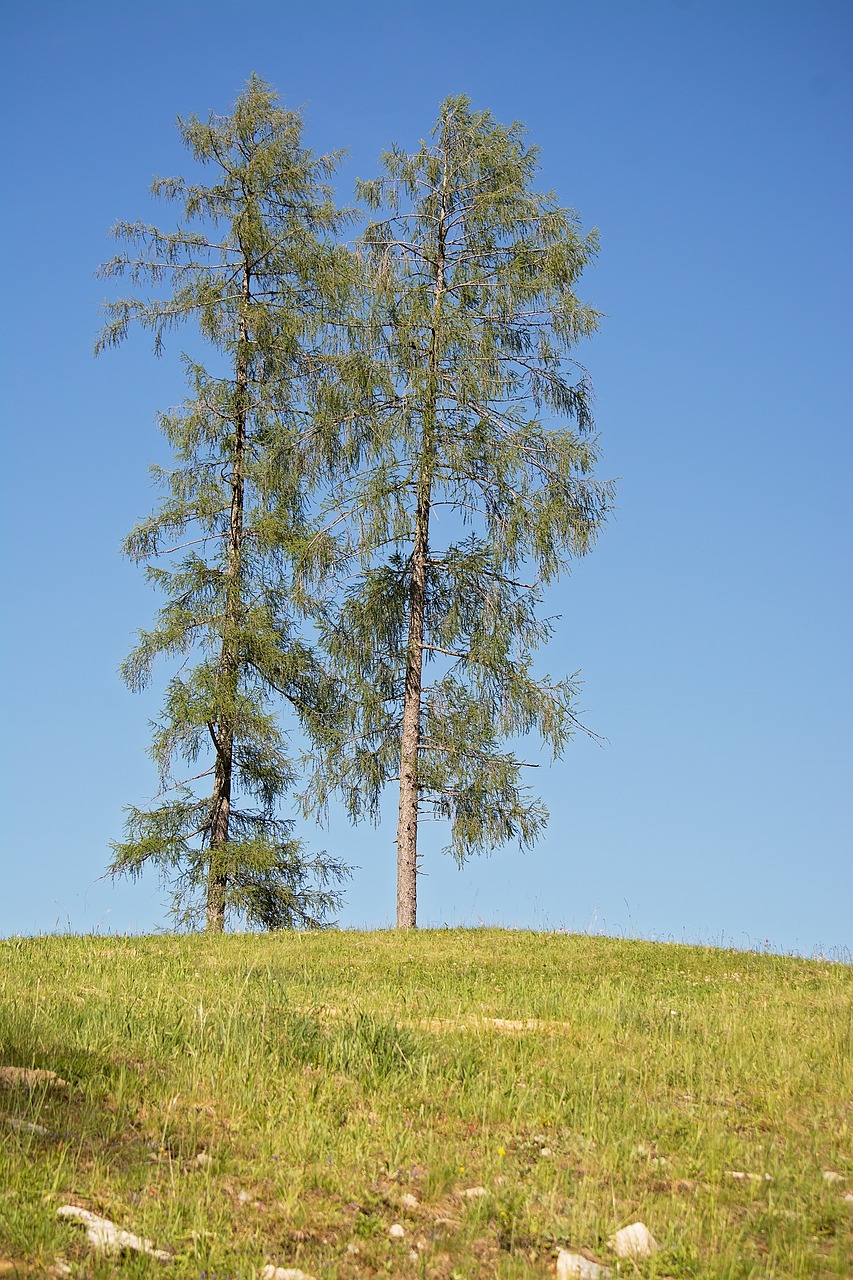 trees sky landscape free photo