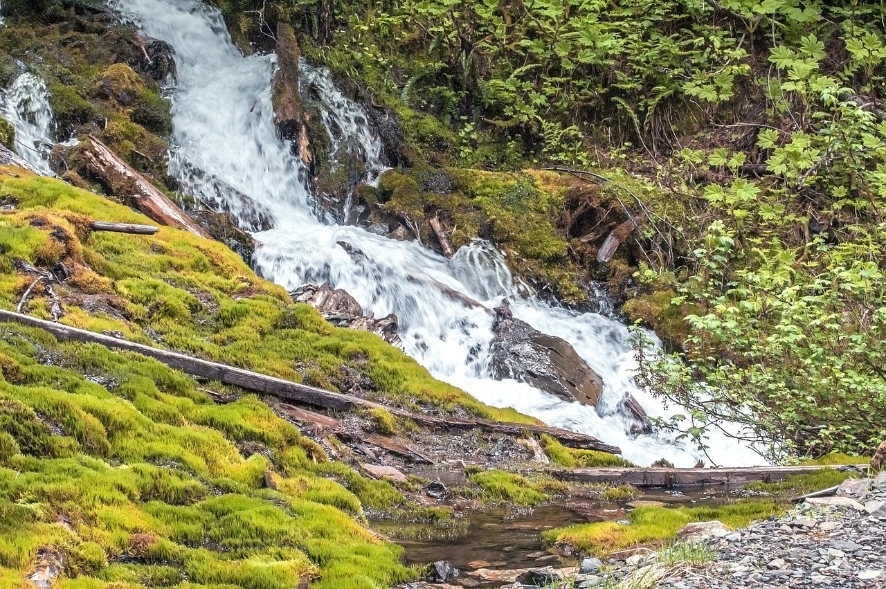 trees waterfall bright free photo