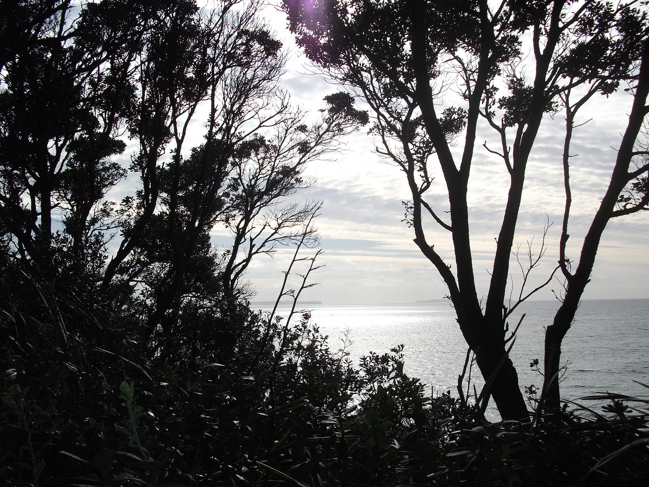 trees ocean sea free photo