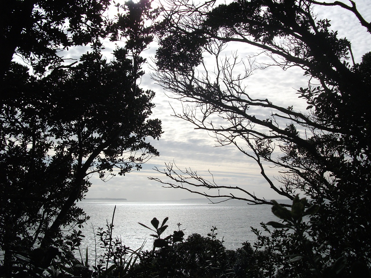 trees ocean sea free photo