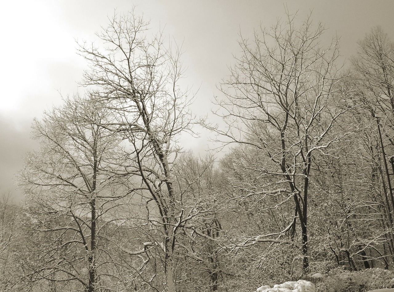 trees winter cold free photo