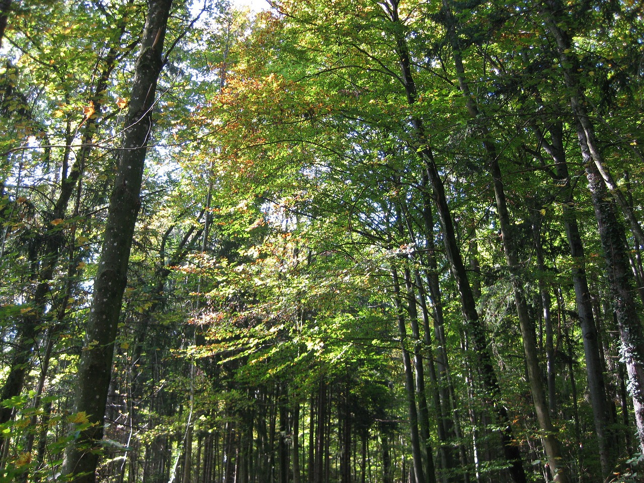 trees forest summer free photo