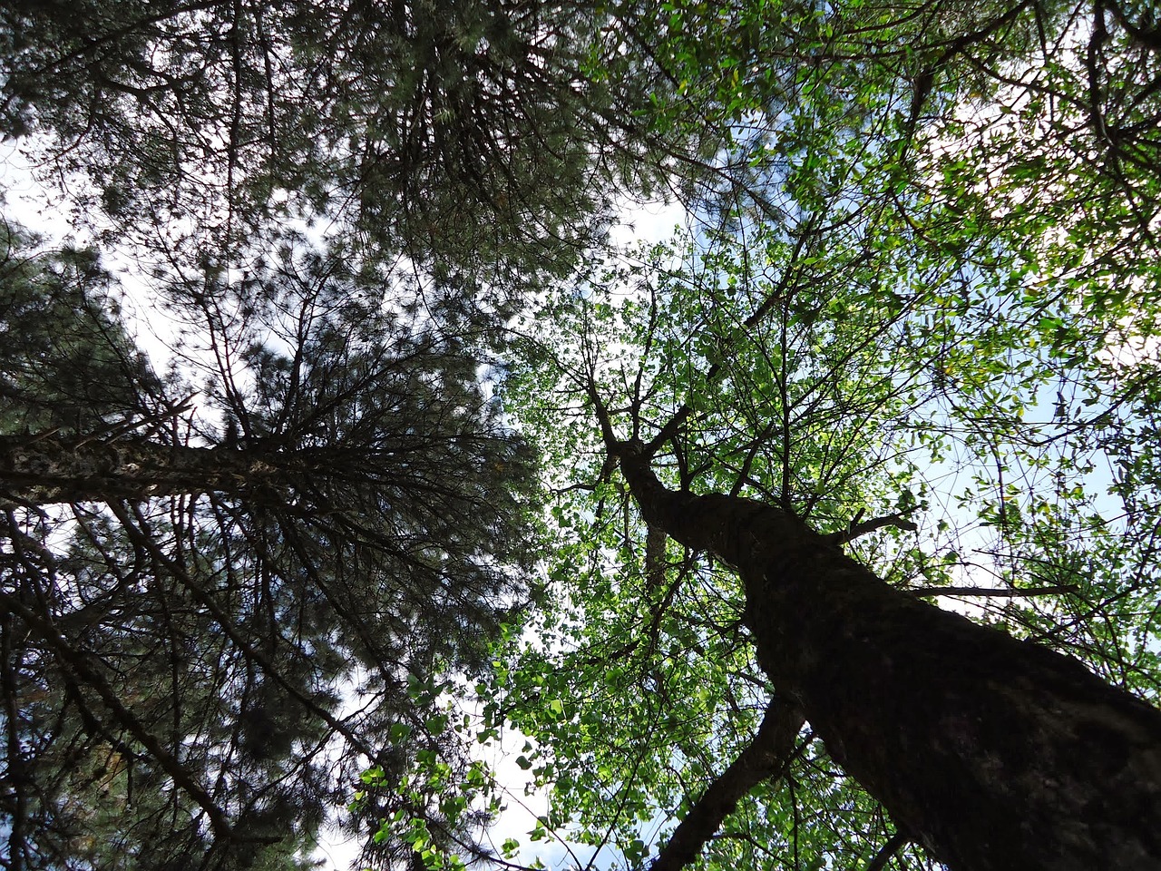 trees forest cups free photo