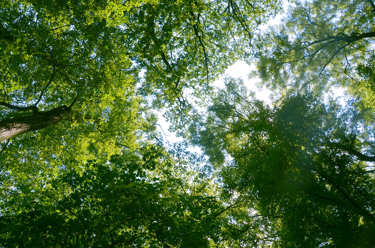 trees branches view free photo