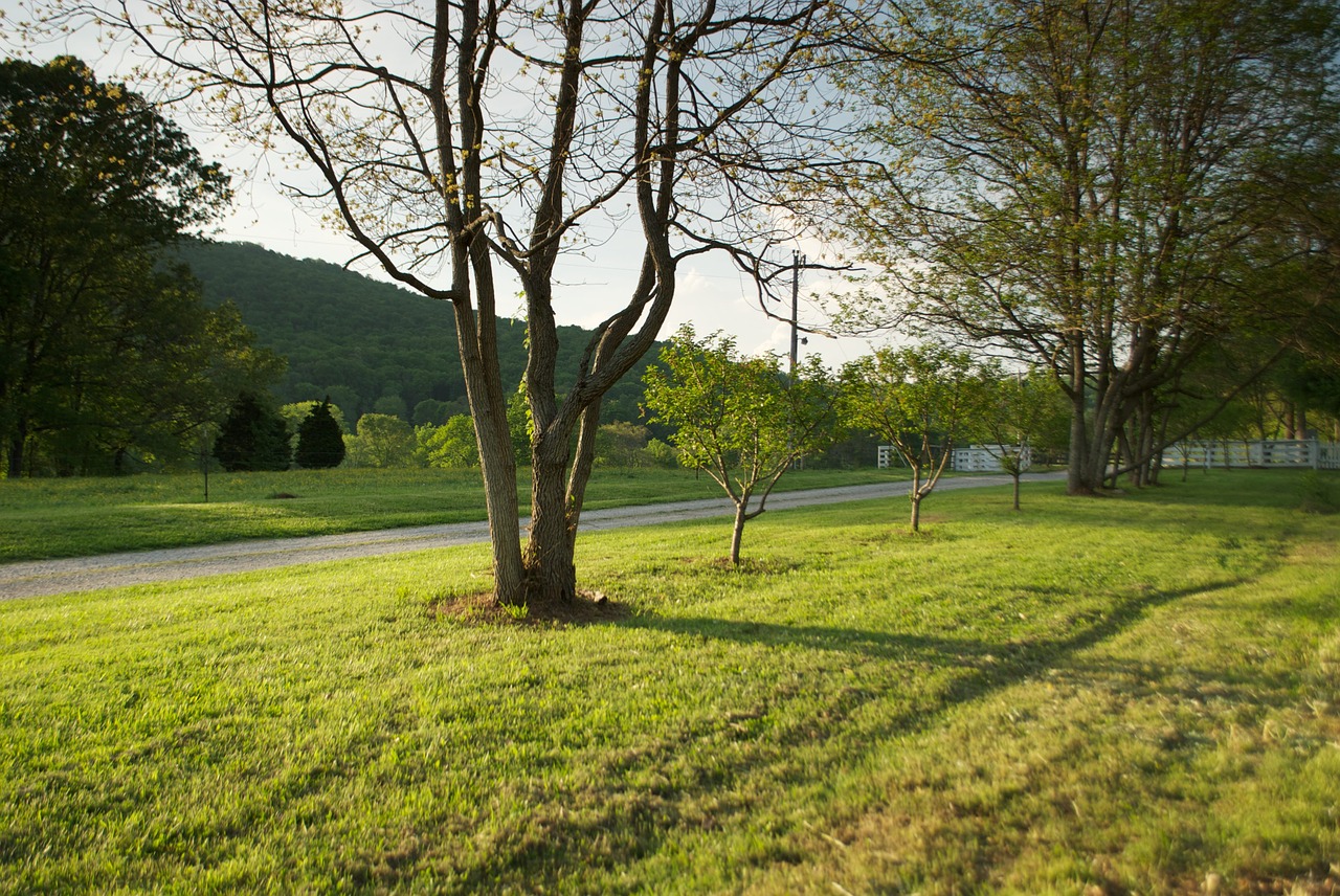 trees evening outside free photo