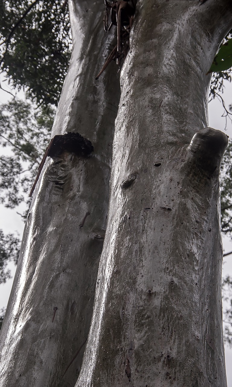 trees rain forest forest free photo