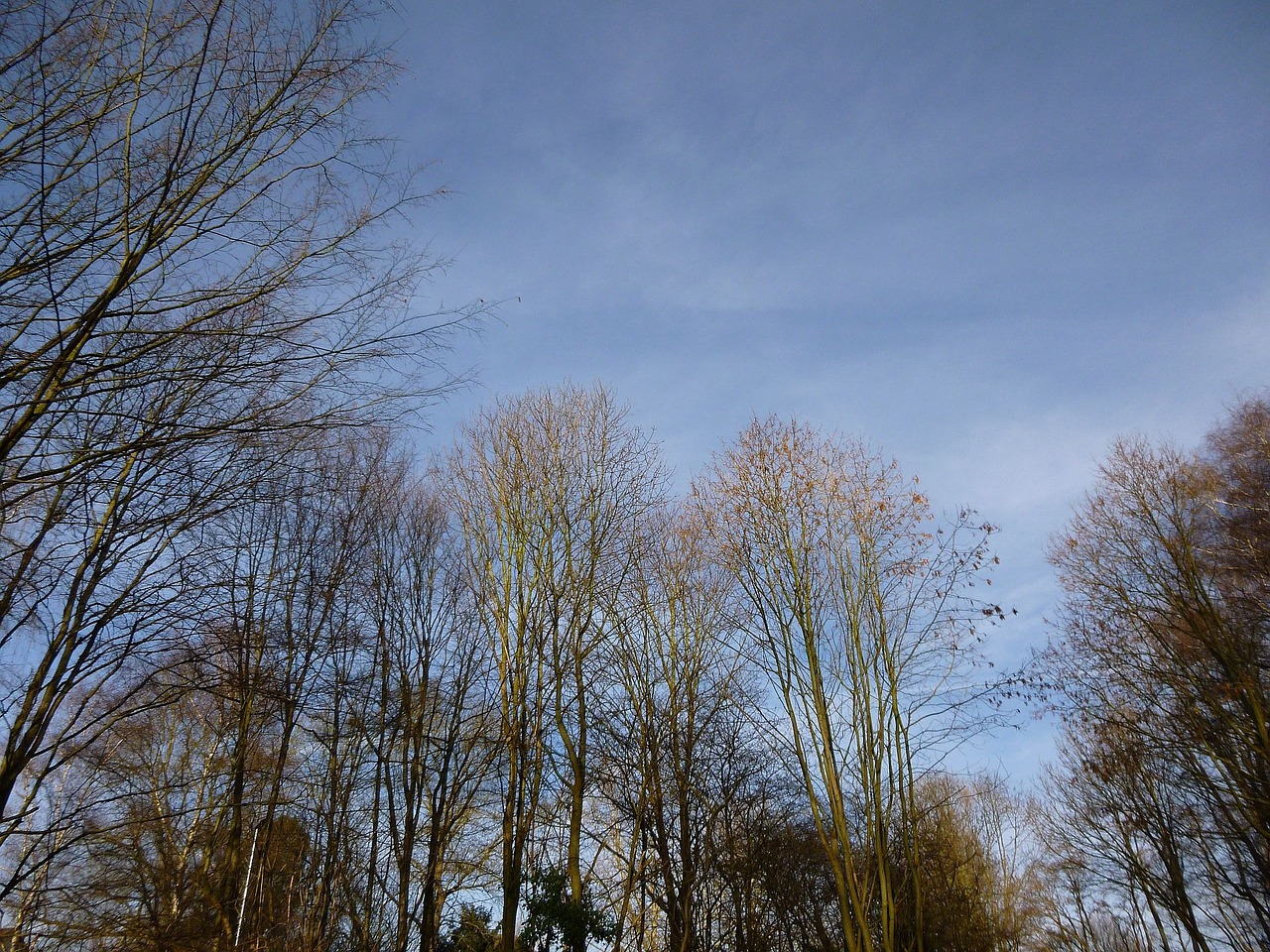 trees winter sky free photo