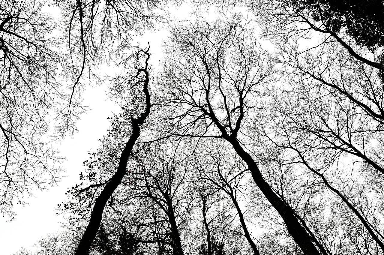 trees branches forest free photo