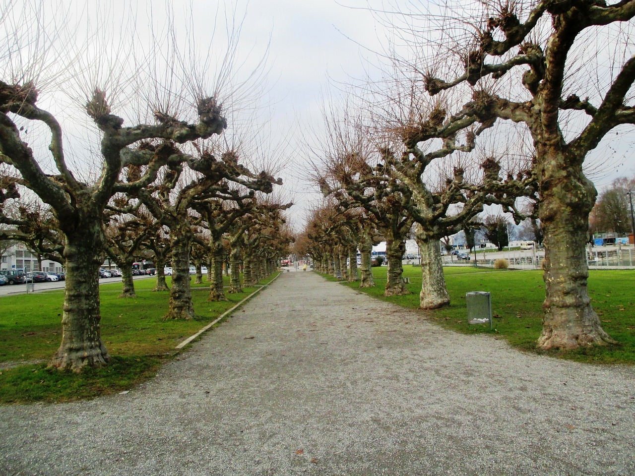 trees plane trees avenue free photo