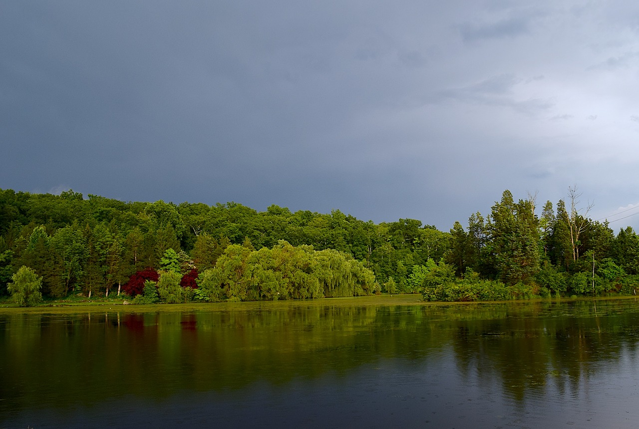 trees lake water free photo