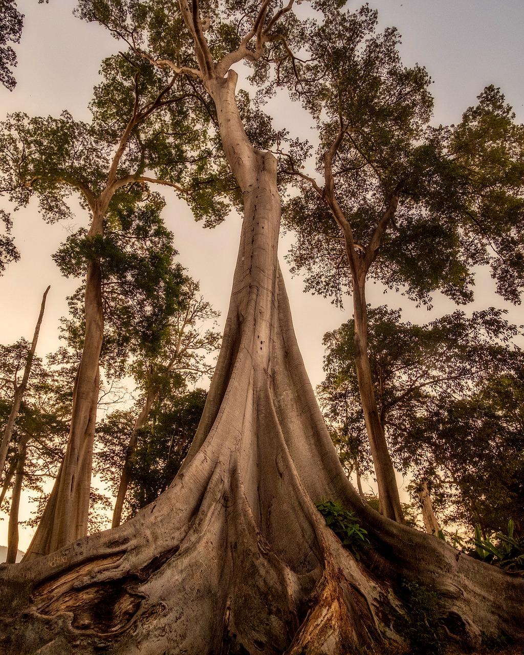 trees woods large free photo