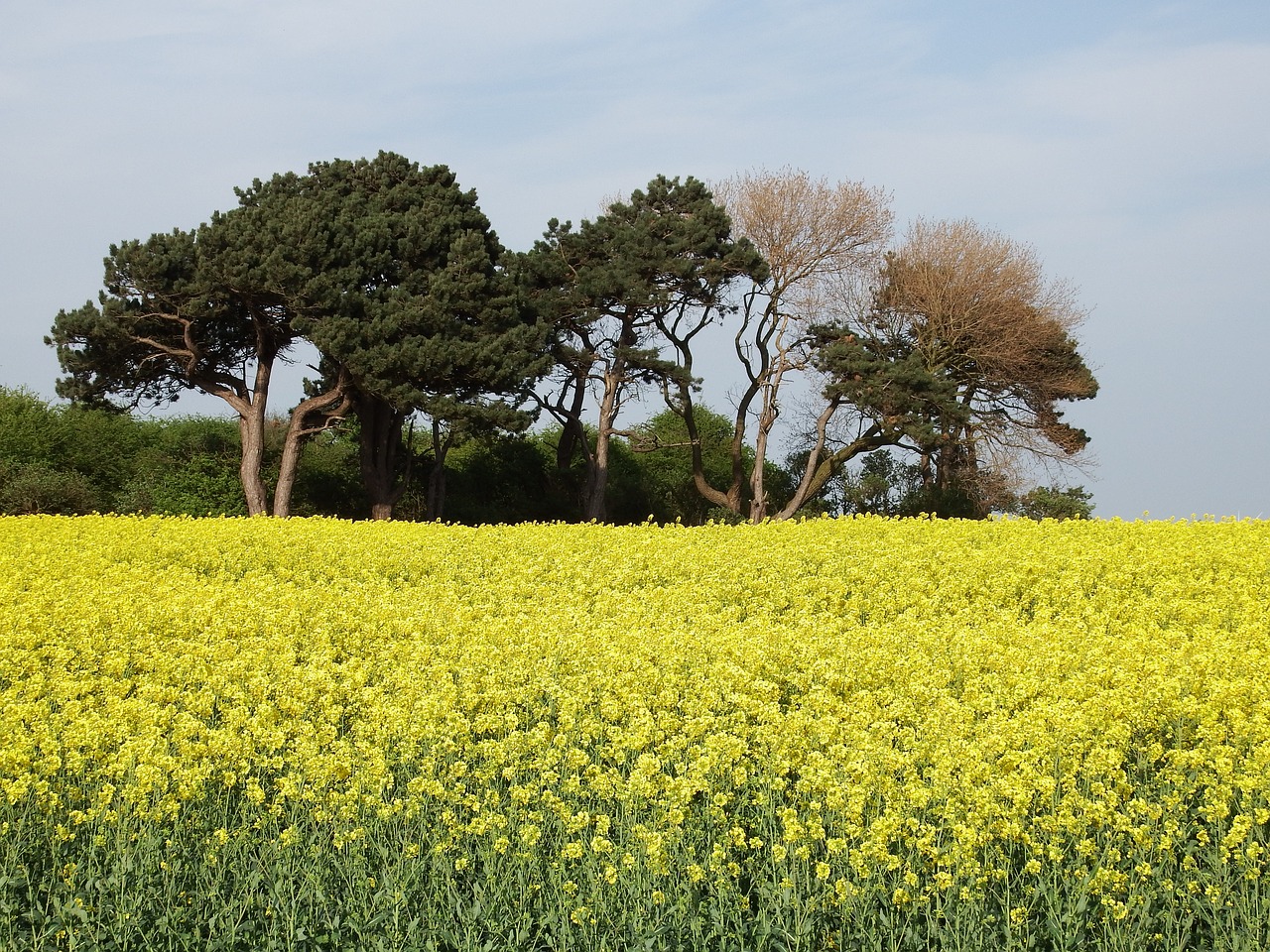 trees rapeseed rapeseed oil free photo