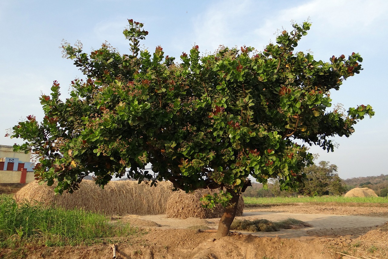 trees cashew nuts free photo