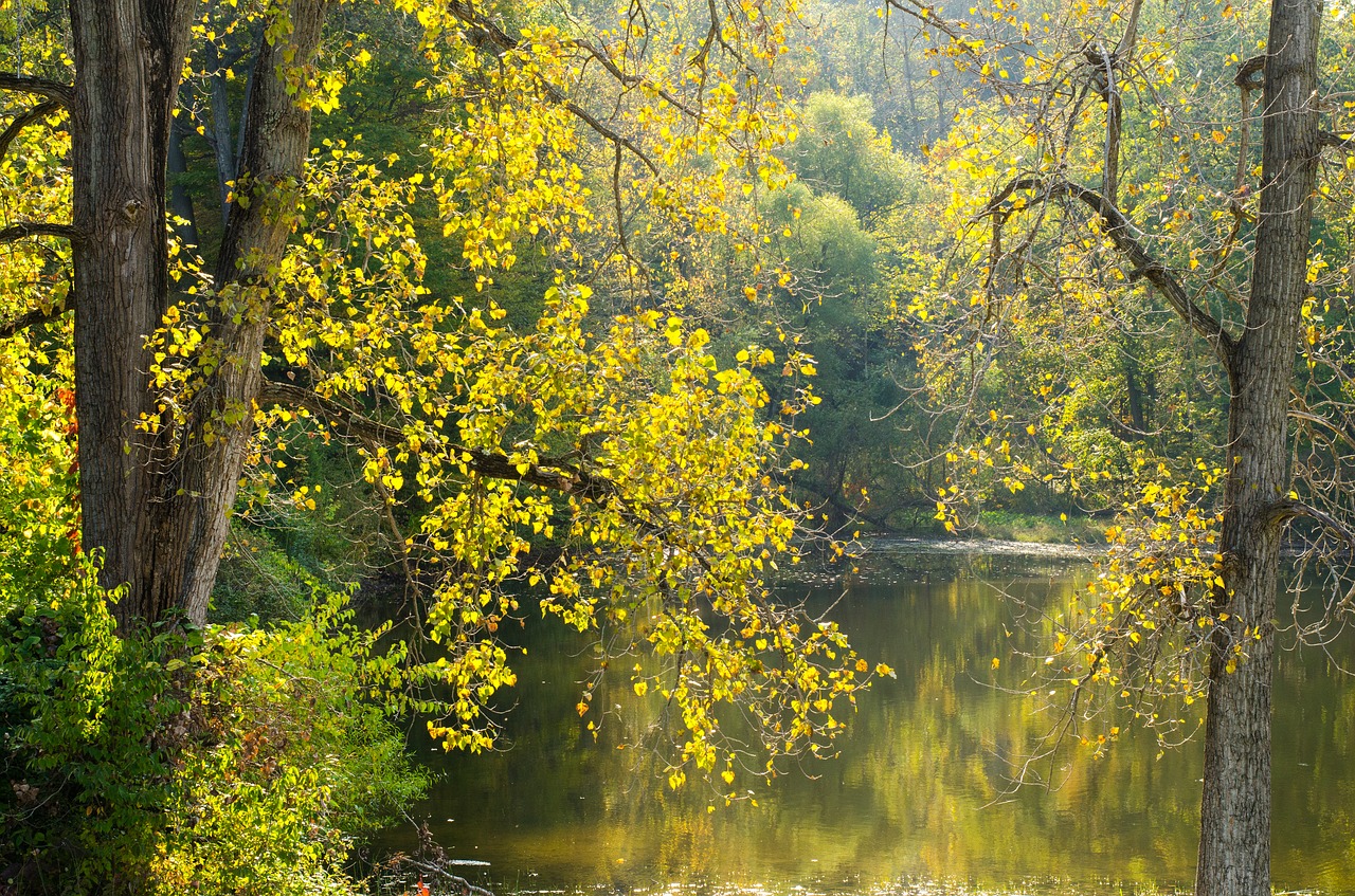 trees pond nature free photo