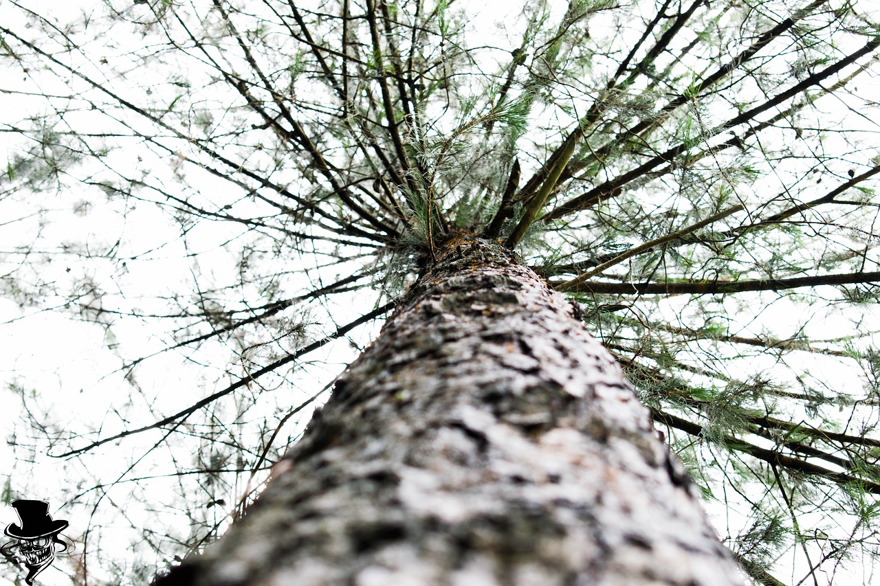 trees mountain colombia free photo