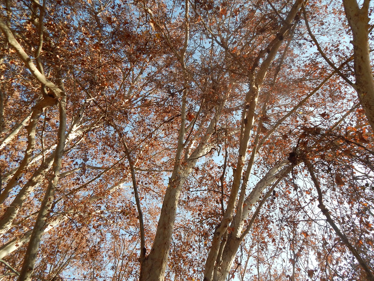 trees autumn golden autumn free photo