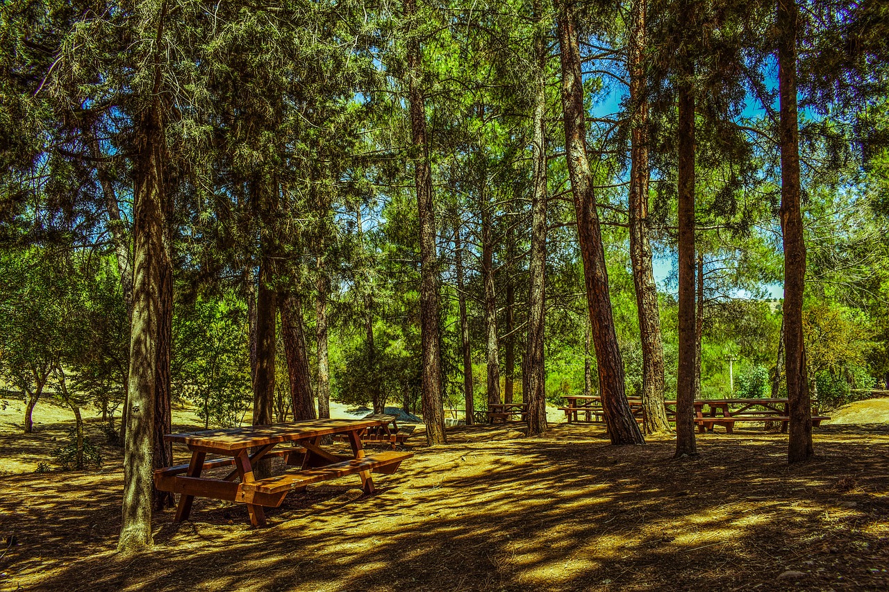 trees forest picnic site free photo