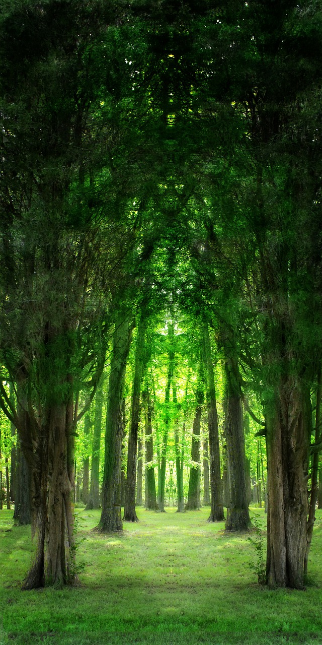 trees green light free photo